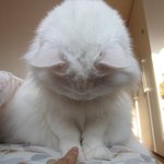 한 <b>집사</b>의 '클레오파트라' 모시기