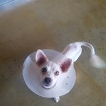 [강아지] 뒷다리골절 수술한 <b>노아</b>소식