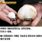 [댓글부탁해] 하다 하다 점보마늘까지 만들어버린 마늘의 <b>민족</b>