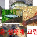[사람동물원] [정치<b>내전</b>006] 조국! 조국가족! 황소개구리! 블루길...