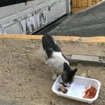 [고양이] 길냥이랑 드디어 신체<b>접촉</b>(?) 성공함