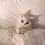 [댓글부탁해] 칼하트 <b>미드</b>웨이트 써멀추반