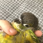앵무새 <b>겨털</b>보고싶은 사람
