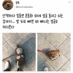 [모두드루와] 산책하다 <b>멍뭉이</b>