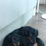 [강아지] 귀여운 <b>아가</b>들