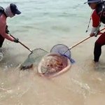 부산 해운대 <b>독성</b> 해파리 떼 출현