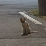 <b>츄</b><b>르</b> 들고 다니면서 길냥이 먹이면 어때?