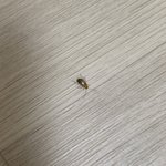 <b>약</b>혐...?주의) 이거 <b>무슨</b> 벌렌지 아는 사람 ㅜㅜ
