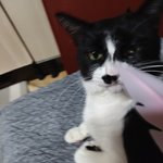 [고양이] 콧수염이 매력적인 흥국입니다