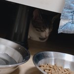 [고양이] 고양이 <b>사료</b>