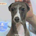 [모두드루와] <b>니</b>네는 <b>덕</b>질 어느정도로 해?