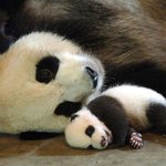 인형이 살아 움직이는 듯한 <b>판다</b>