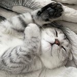 작고 <b>소</b>듕한 '회색 <b>아기</b> 고양이'