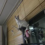 [고양이] 꽁자매 소개합니다~~2탄