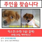 [강아지] 고양시에서 <b>남아</b> 주인을 찾습니다.