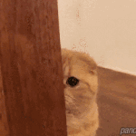 민지야 보고<b>시포</b>