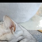[댓글부탁해] <b>고영</b>이 뒤통수 뚱뚱하다 추반