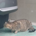 (후기에요~) 길냥이가 다쳤다던....