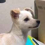 [댓글부탁해] 강아지 이름 좀 <b>지어</b>주라 ㅠㅜ