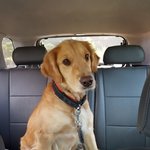 [강아지] 리트리버 아이들 <b>임보처</b> 이동했습니다