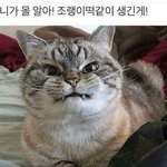 [댓글부탁해] 이거<b>폭식</b>이냐