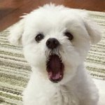 고딩때 반장하면 시간<b>낭비</b>야?ㅠㅠ