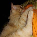 사진첨부고양이 <b>마운</b>팅 괜찮은건가요?!