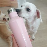 텀블러 화이트 핑크 <b>퍼플</b>중에 무슨색 살까?