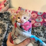 너무 소중해서 '<b>랩핑</b> 냥이'