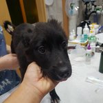 [강아지] 고통스런 비명을 지르던 <b>건우</b>