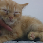 애견샵 가지마세요