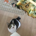 [고양이] 셀카찍는 <b>야옹이</b>