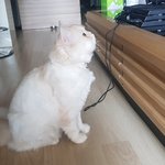 [고양이] [별이모찌맘맘-8탄] 고양이백혈병 - 모찌근황