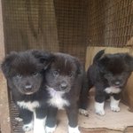 [강아지] 피부병과 마른몸으로 지켜낸 새끼들 입양소식