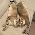 '코뽀뽀' 안 하고 못 배길 냥이