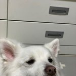 [강아지] 우리집 <b>맹구</b> !