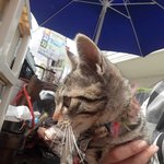 [길냥이] 길냥이 갈곳이 없어ㅠ 경기도권 사시분들 한번 봐주세요