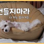 [댓글부탁해] 우리집 댕댕이 새벽에 깨웠더니....