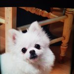 강아지찾아주세요 (<b>포</b><b>메</b>라인 하얀색)