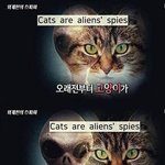 [댓글부탁해] 충격적인 고양이의 비밀