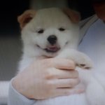 곧 강아지 <b>입양</b>할건데 이름 추천해주랑!