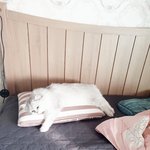 새벽에 나를 깨워도 밉지앓은 우리 미냥이 입니다~~