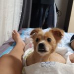 [강아지] 토종 똥개좀 보고가 ~