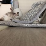 [고양이] 뭉치치 토<b>토리</b> - 4탄!