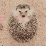 귀여운 거 <b>보고</b> <b>시</b>픈 사람???