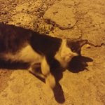 [고양이] 밤냥이 넘 규엽죠