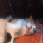 [고양이] <b>사이</b>좋은 우리애들좀 봐줘
