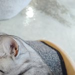 [댓글부탁해] 고양이 <b>뒤통수</b> 뚱뚱함? 추반