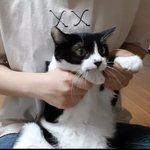<b>턱시도</b> 고양이 개귀여움