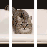 고양이 <b>갑툭튀</b> 짤